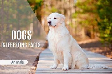 Interesting and Amazing Facts About Dogs - Good to Know