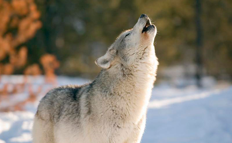 Howling wolf at the moon