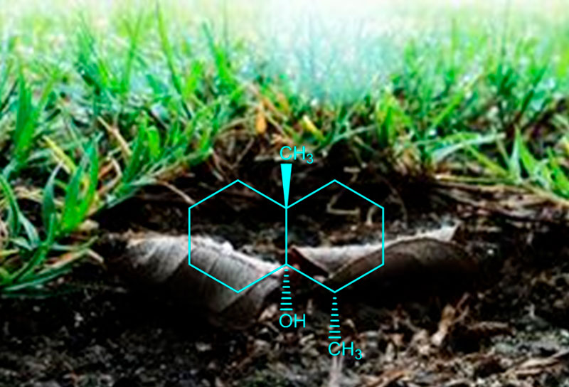 Geosmin during rain