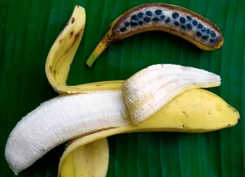 Wild and cultivated banana