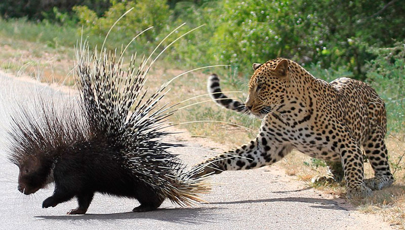 Porcupine's protection from predators