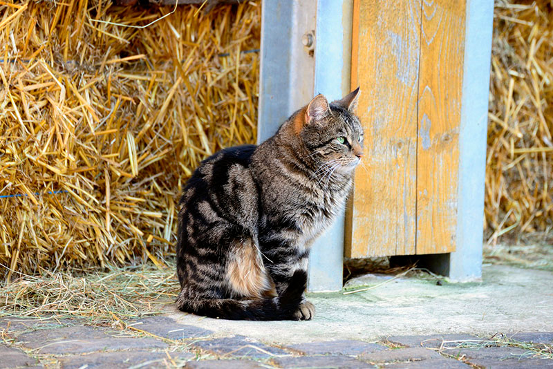 Cat on a farm