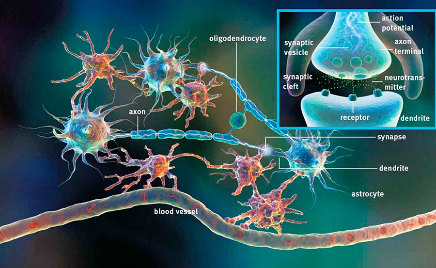 Human brain structure