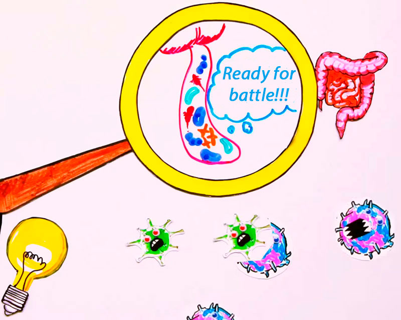 intestinal microflora