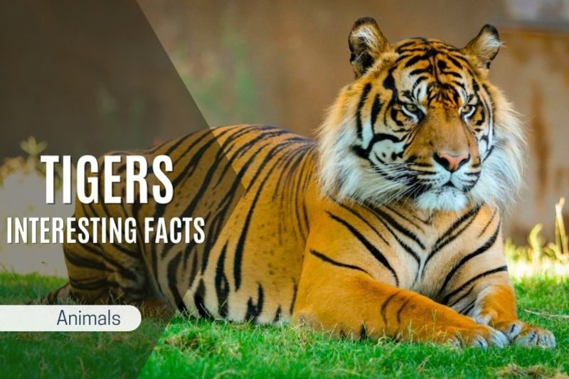 Interesting Facts About Tigers: Discover Amazing Big Cats - AddNovum