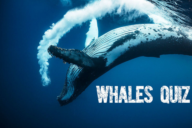 Whales Quiz: Test What You Know? - AddNovum