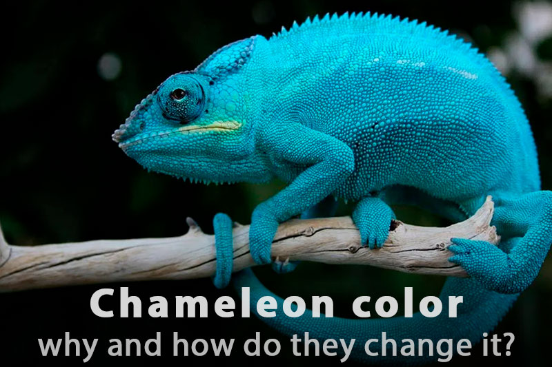 Why and How Do Chameleons Change Color?