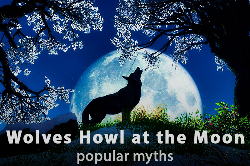 Why Do Wolves Howl at the Moon?