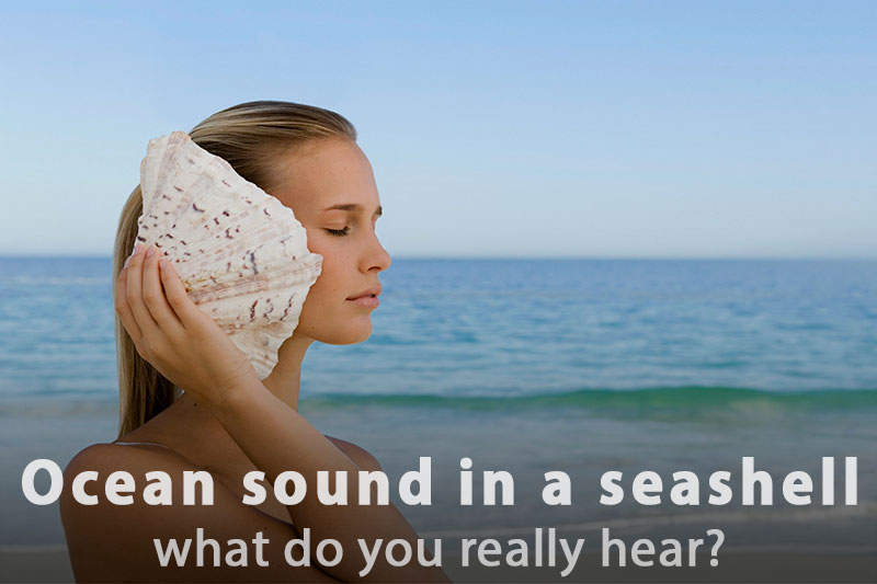 Why Can You Hear the Ocean in a Seashell?