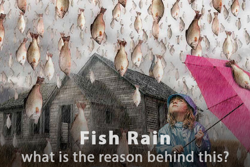 Fish Rain From the Sky