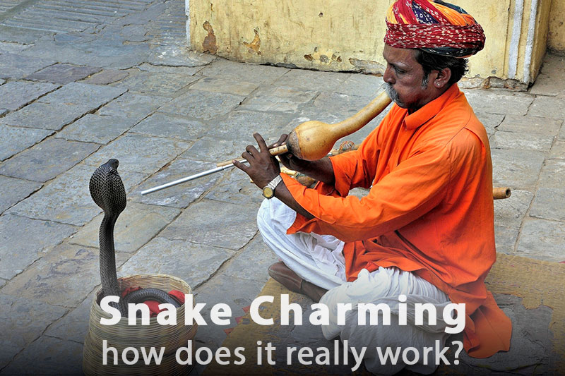 Snake Charming - How Does It Really Work?
