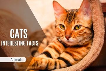 Interesting Facts About Cats: Learn True and Amazing Things
