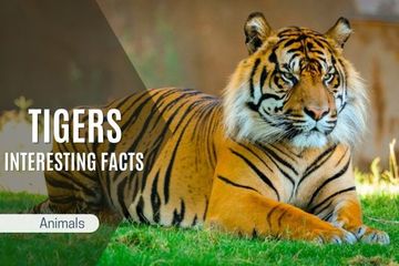 Interesting Facts About Tigers: Discover Amazing Big Cats