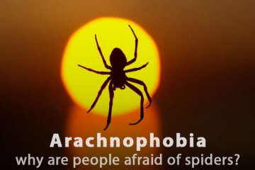 Why Are People Afraid of Spiders?