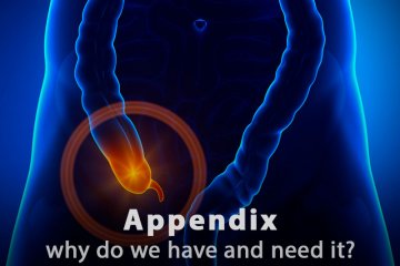 Why Do We Have an Appendix?