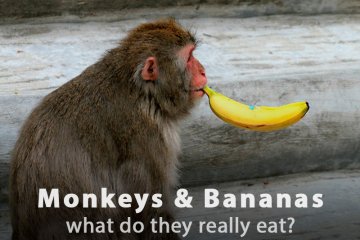 Do Monkeys Eat Bananas?