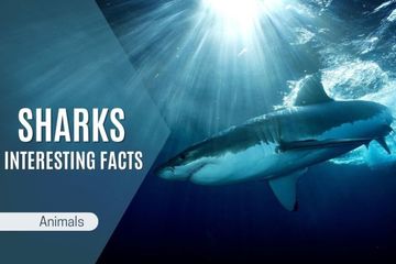 Interesting Facts About Sharks: Discover the Truth