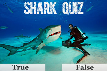 Shark Quiz - True or False