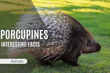 Facts About Porcupines: Interesting and True