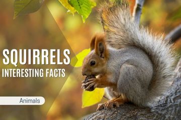 Interesting and Fun Facts About Squirrels You Need to Know