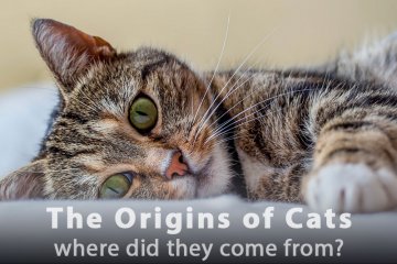 The Origins of Cats: Where Did They Come From?