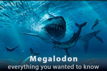 Megalodon: Facts About the Largest Shark and Its Existence